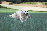 GOLDEN RETRIEVER 682